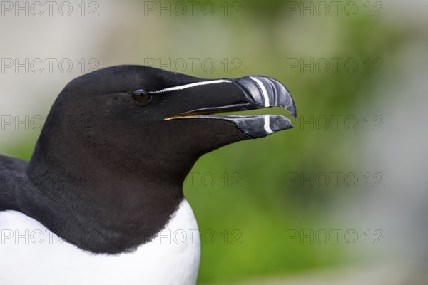 Portrait of a razorbill (Alca torda) close-up against a soft green background, Hornoya, Vardø, Finnmark, Norway