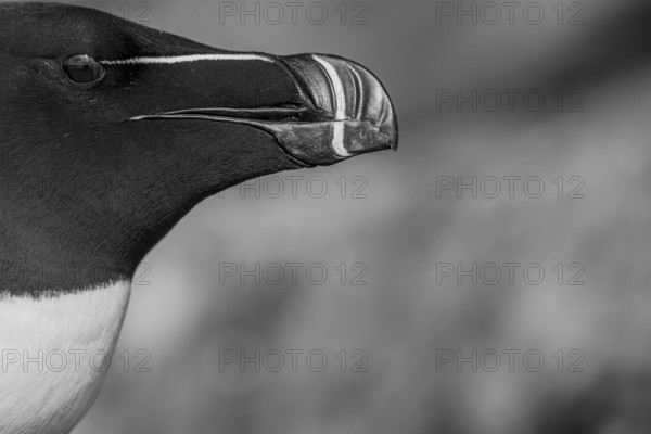 Portrait of a razorbill (Alca torda) close-up against a white background black and white image, Hornoya, Vardø, Finnmark, Norway