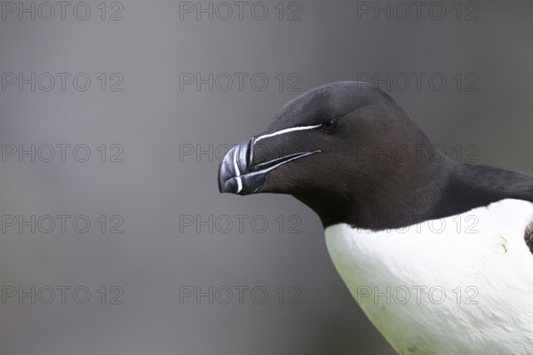 Close-up of the head of a razorbill (Alca torda) with focussed view of the beak, Vardø, Finnmark, Norway