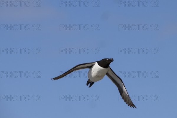 A razorbill (Alca torda) with spread wings flying in the blue sky, Hornoya, Vardø, Finnmark, Norway