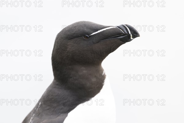 Portrait of a razorbill (Alca torda) close-up against a white background, Hornoya, Vardø, Finnmark, Norway