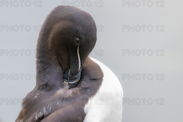 Portrait of a razorbill (Alca torda) during plumage care Close-up against a white background, Hornoya, Vardø, Finnmark, Norway