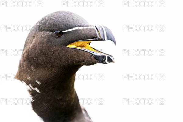 Portrait of a razorbill (Alca torda) with open beak in which the yellow inside of the beak can be seen. Close-up against a white background, Hornoya, Vardø, Finnmark, Norway