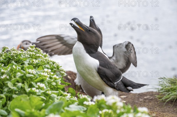 Two razorbills (Alca torda) with outstretched wings in courtship display, standing on a cliff surrounded by sea views, Hornoya, Vardø, Finnmark, Norway
