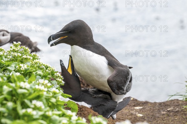Two razorbills (Alca torda) with outstretched wings during copula courtship spread their wings, standing on a cliff surrounded by sea view, Hornoya, Vardø, Finnmark, Norway