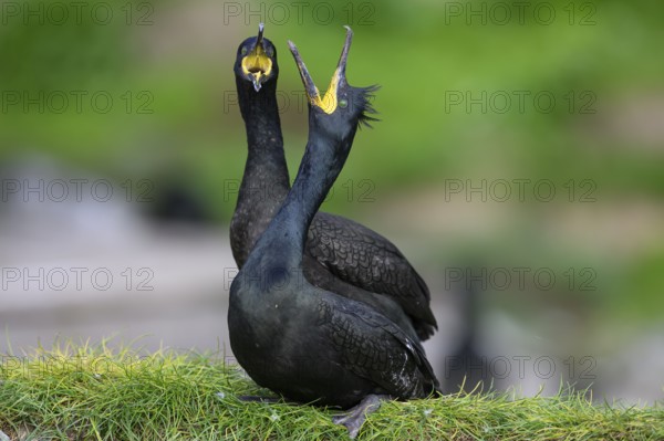 Two shags (Gulosus aristotelis, syn.: Phalacrocorax aristotelis) standing close to each other, mating ritual copula mating, Vardø, Finnmark, Norway
