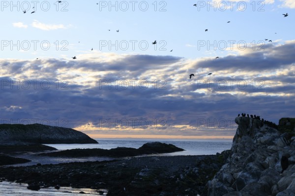 Birds flying over a rocky coast in the late evening right a large group of shags (Gulosus aristotelis, syn.: Phalacrocorax aristotelis), Hornoya, Vardø, Finnmark, Norway
