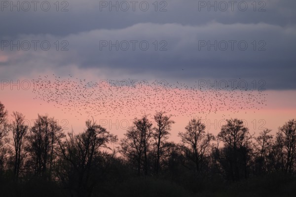 A flock of starlings (Sturnus vulgaris) flies over the silhouetted trees at sunset against a blue-pink sky, Dümmer nature park Park, Lower Saxony, Germany
