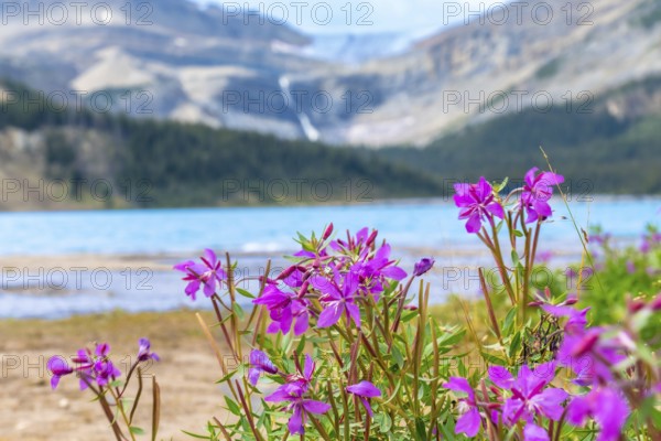 Purple flowers are blooming near the turquoise water of bow lake, with a waterfall and mountains in the background, in banff national park, alberta, canada