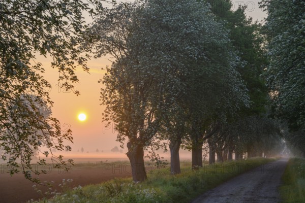 Sunrise over a country lane lined with trees shrouded in mist in a peaceful morning atmosphere. Mulberry tree avenue (Morus spec.), Dümmer nature park Park, Bohmte, Lower Saxony, Germany, Picturesque sunrise along a tree-lined road with mist in the landscape