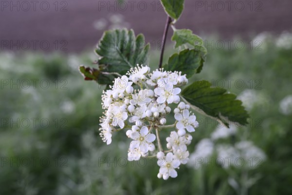 Inflorescence of a mulberry tree (Morus spec.), Dümmer nature park Park, Bohmte, Lower Saxony, Germany