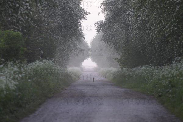 A misty path lined with green trees conveys a peaceful and tranquil atmosphere, Mulberry tree avenue (Morus spec.), Dümmer nature park Park, Bohmte, Lower Saxony, Germany
