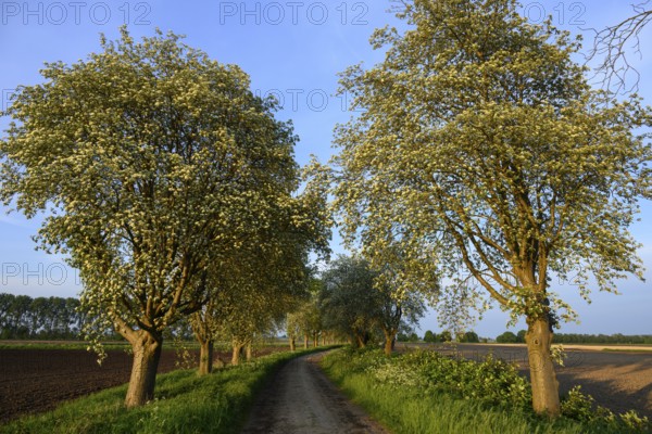 Mulberry tree avenue (Morus spec.), Dümmer nature park Park, Bohmte, Lower Saxony, Germany
