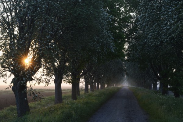 Sunrise over a country lane lined with trees shrouded in mist in a peaceful morning atmosphere. Mulberry tree avenue (Morus spec.), Dümmer nature park Park, Bohmte, Lower Saxony, Germany