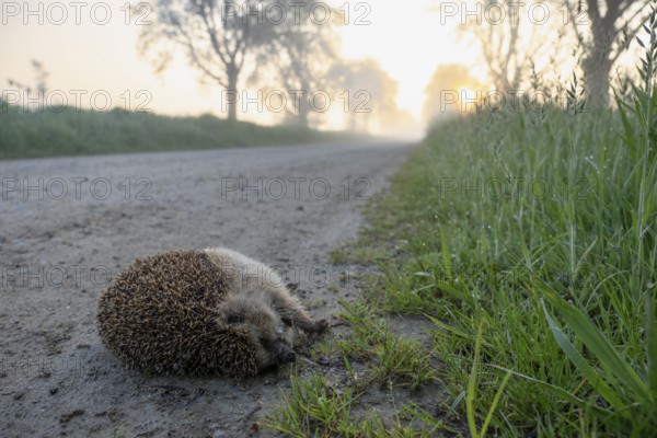Hedgehog Brown-breasted hedgehog (Erinaceus europaeus) lying on a foggy country road at sunrise, surrounded by meadow and trees. Roadkill animal. Dümmer nature park Park, Lower Saxony, Germany