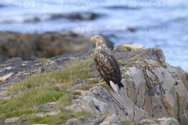 A white-tailed eagle (Haliaeetus albicilla) perched majestically on a rock overlooking the sea, Finnmark, Norway