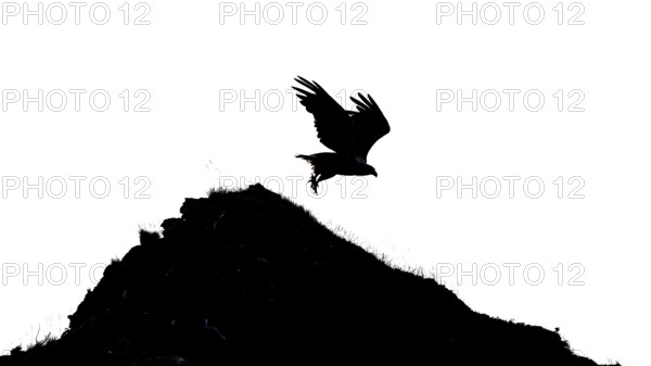 A white-tailed eagle (Haliaeetus albicilla) silhouette flying over a hill in a black and white landscape, Finnmark, Norway