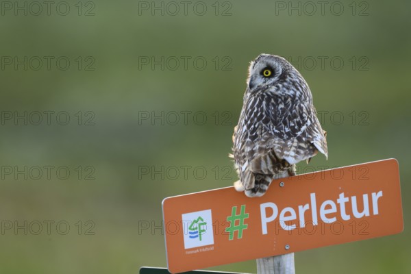 Short-eared Owl (Asio flammeus) on a tourist sign in front of a blurred green background, Kiberg, Finnmark, Norway