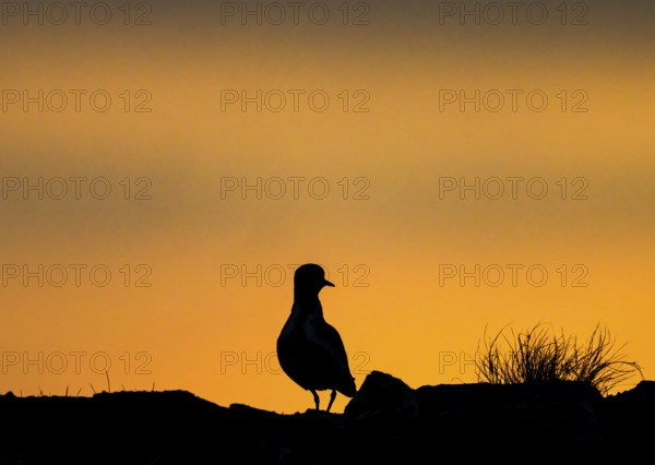 Silhouette of a golden plover (Pluvialis apricaria) in front of a colourful sunset, Vardø, Finnmark, Norway