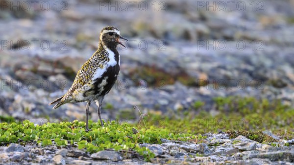 A golden plover (Pluvialis apricaria) stands on a rocky shore with contrasting green plants, Vardø, Finnmark, Norway