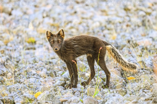 Arctic fox (Vulpes arctica) on a stony beach embankment on the Barents Sea during fur change, Finnmark, Norway