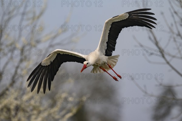A white stork (Ciconia ciconia) h in flight with outstretched wings, hovering over natural surroundings, Dümmer nature park Park, Lower Saxony, Germany