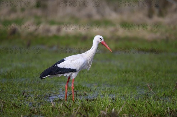 A white stork (Ciconia ciconia) stands in shallow water in a meadow, surrounded by a spring-like ambience, Dümmer nature park Park, Lower Saxony, Germany