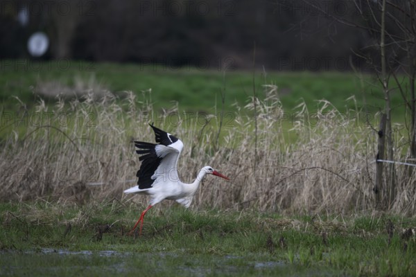 A white stork (Ciconia ciconia) in motion as it takes off from the green meadow, Dümmer nature park Park, Lower Saxony, Germany
