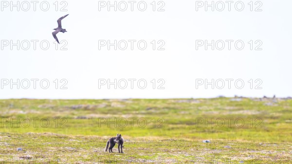 Arctic fox (Vulpes arctica) being attacked by parasitic skua (Stercorarius parasiticus), Finnmark, Norway