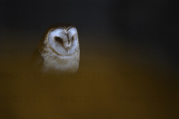 A barn owl (Tyto alba) sits in an attic with wooden beams looking out of the darkness, mysterious and subdued atmosphere, Ravensberger Land, North Rhine-Westphalia, Germany