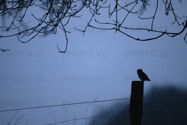 Little owl (Athene noctua) on a branch with blue background, blue hour of late dusk, Wiehengebirge, Osnabrücker Land, Lower Saxony, Germany