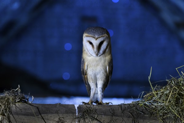 Bockhorst, Versmold, North Rhine-Westphalia, Germany, An owl sitting on a beam in a nighttime scene with a blue background and hay, Ravensberger Land, North Rhine-Westphalia, Germany