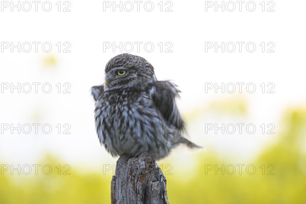 Little owl (Athene noctua) with fluffed up plumage in the evening on an old willow pole with a yellow rape field in the background, Wiehengebirge, Osnabrücker Land, Lower Saxony, Germany