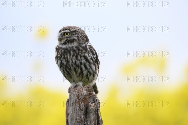 Little owl (Athene noctua) sitting upright and focussed on a branch in front of a light background with rape field, Wiehengebirge, Osnabrücker Land, Lower Saxony, Germany