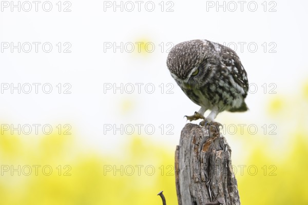 Little owl (Athene noctua) in the evening on an old willow pole with a yellow rape field in the background looking down in concentration, Wiehengebirge, Osnabrücker Land, Lower Saxony, Germany