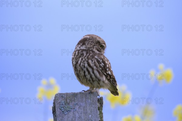 Little owl (Athene noctua) looking to the side on a branch with a blue background and yellow flowers, Wiehengebirge, Osnabrücker Land, Lower Saxony, Germany