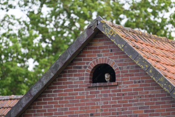 A barn owl (Tyto alba) looks out of a small window Uhlenflucht in a brick building, surrounded by green trees, Bohmte, Lower Saxony, Germany