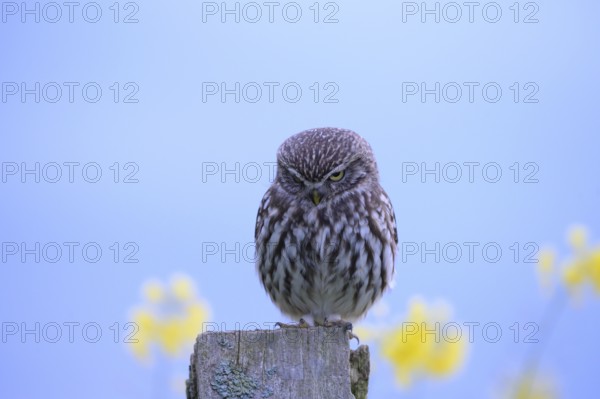 Little owl (Athene noctua) on a branch with blue background and yellow flowers, Wiehengebirge, Osnabrücker Land, Lower Saxony, Germany