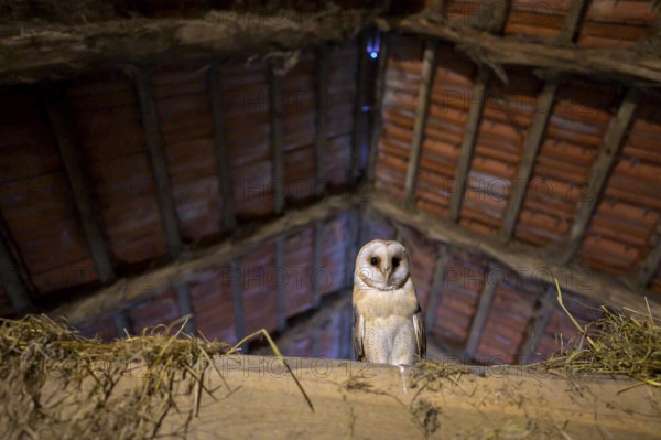 A barn owl (Tyto alba) sits in an attic with wooden beams and a rustic atmosphere, Ravensberger Land, North Rhine-Westphalia, Germany