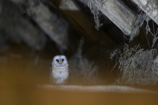 A barn owl (Tyto alba) sits in a dark barn with hay and rustic atmosphere sits on a loft with wooden beams looks out of the darkness, mysterious and subdued atmosphere, Ravensberger Land, North Rhine-Westphalia, Germany