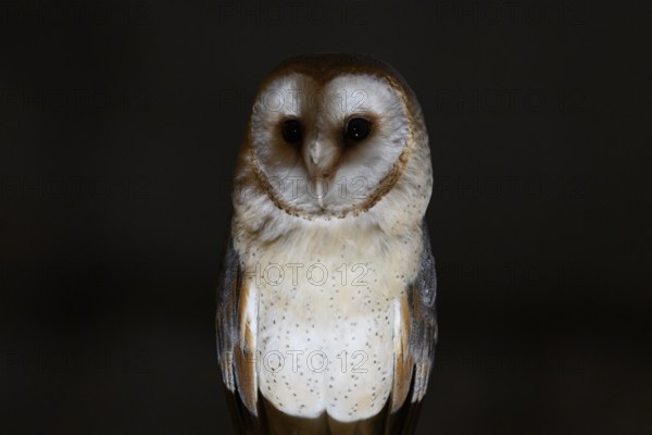 A barn owl (Tyto alba) perched on a beam in a nocturnal scene, Ravensberger Land, North Rhine-Westphalia, Germany