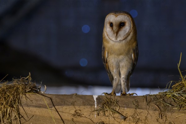 A barn owl (Tyto alba) perched on a beam in a nocturnal scene with a blue background and hay