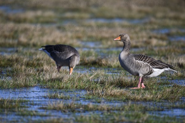 Two grey geese (Anser anser), Ochsenmoor, Dümmer nature park Park, Lower Saxony, Germany