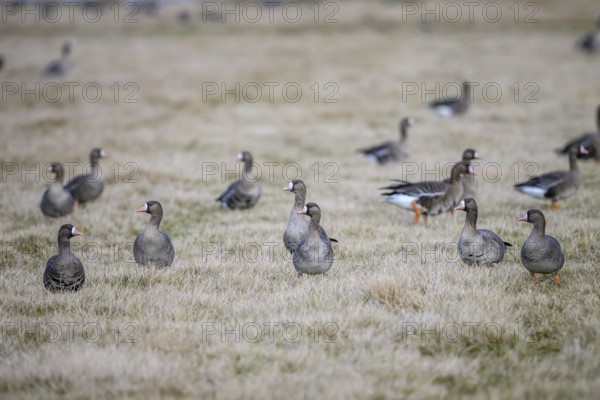 White-fronted geese (Anser albifrons) on a winter meadow, Dümmer nature park Park, Lower Saxony, Germany