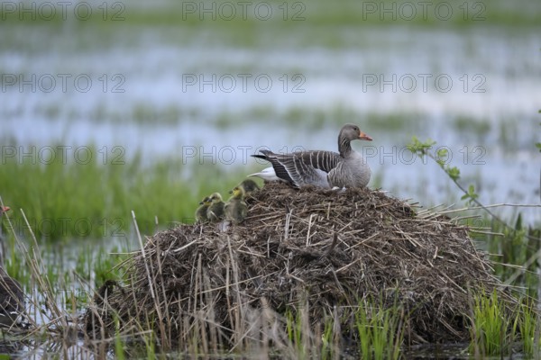 A greylag goose (Anser anser) with chicks on its raised nest on a Bisamburg, Ochsenmoor, Dümmer nature park Park, Lower Saxony, Germany