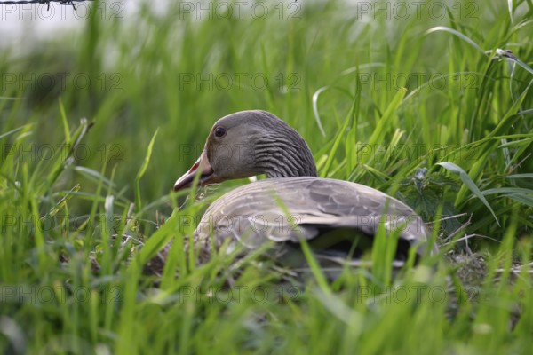 A grey goose (Anser anser) on its hidden nest in the tall grass, Dümmer nature park Park, Lower Saxony, Germany