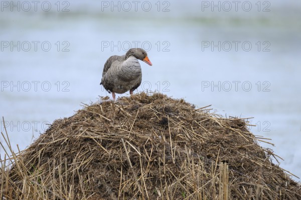 A grey goose (Anser anser) stands on its raised nest on a Bisamburg, Ochsenmoor, Dümmer nature park Park, Lower Saxony, Germany