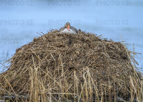 A greylag goose (Anser anser) on a raised nest on a Bisamburg, Ochsenmoor, Dümmer nature park Park, Lower Saxony, Germany