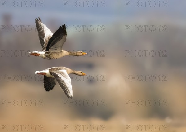 Two greylag geese (Anser anser) in flight with symmetrical wings over a blurred natural landscape under a cloudy sky, Dümmer nature park Park, Lower Saxony, Germany