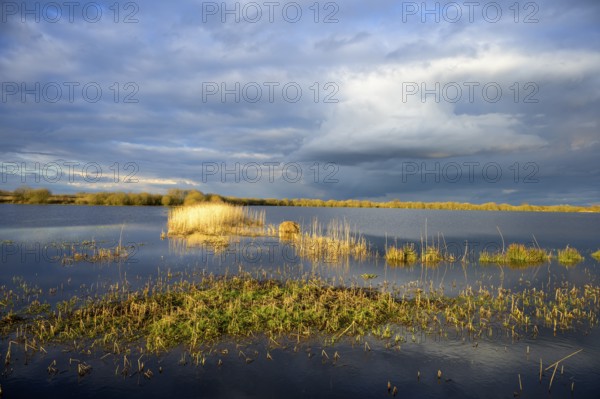 A quiet area of water on a flooded wetland south of Lake Dümmer. Water area with reeds under a cloudy sky, illuminated by sunlight. Dümmer nature park Park, Lower Saxony, Germany